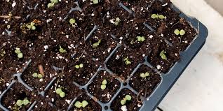 Flower Seedlings